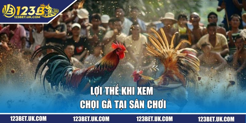 Đá Gà Tại 123BET | Cá Cược Kịch Tính, Thắng Lớn Ngay Hôm Nay 2 Lợi thế khi xem chọi gà tại sân chơi